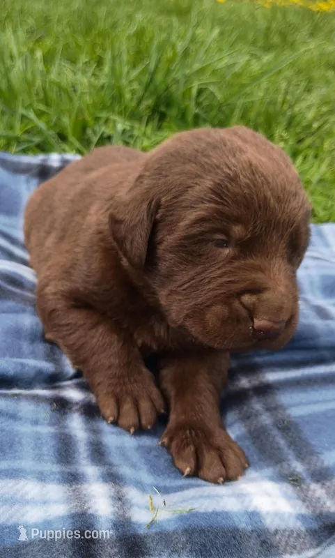 Teddy – Labrador Retriever puppy for sale in Wellsville, OH