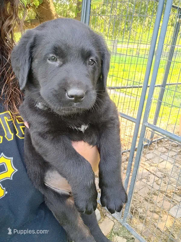 Toad – Labrador Retriever puppy for sale in Wellsville, OH
