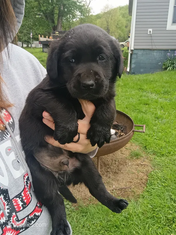 Bowser (Red Collar) – Labrador Retriever puppy for sale in Wellsville, OH