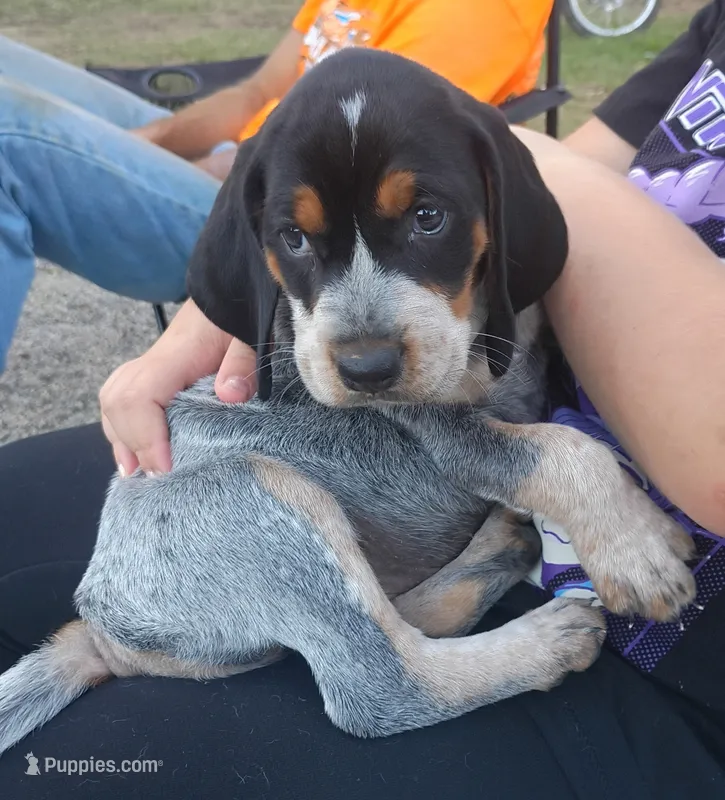 Mabel – Bluetick Coonhound puppy for sale in Wellsville, OH