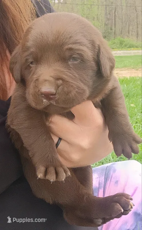 Teddy – Labrador Retriever puppy for sale in Wellsville, OH