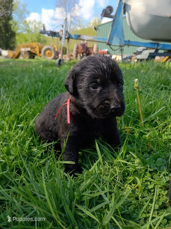 Princess Peach (Peach Collar) – Labrador Retriever puppy for sale in Wellsville, OH