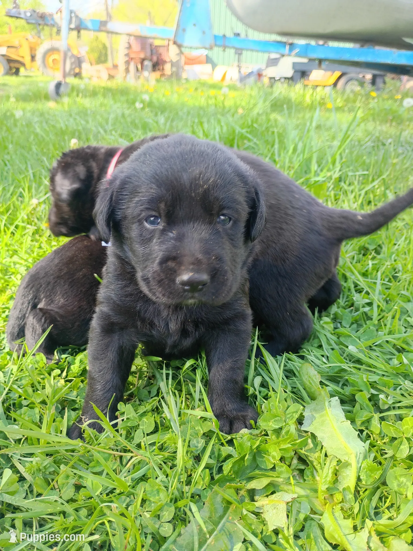 Willow (white collar), a female Labrador Retriever for sale in Wellsville, OH – 3 of 7