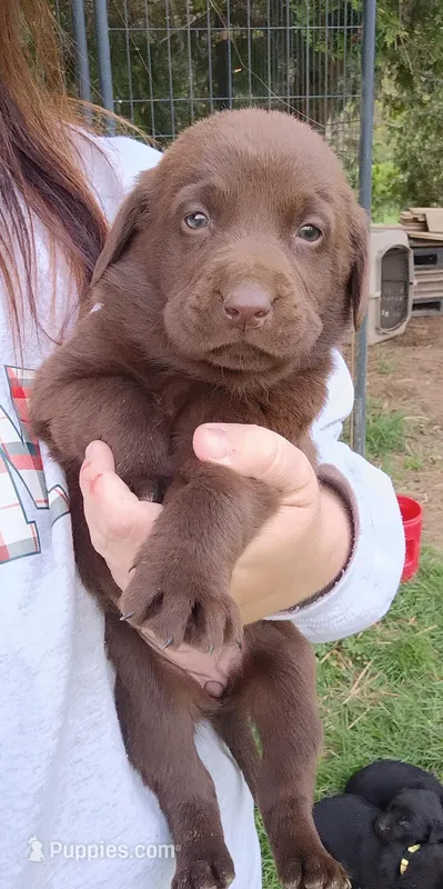 Hershey  – Labrador Retriever puppy for sale in Wellsville, OH