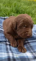 Hershey , a female Labrador Retriever for sale in Wellsville, OH – 3 of 3