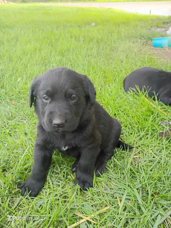 Toad – Labrador Retriever puppy for sale in Wellsville, OH