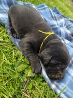 Toad, a male Labrador Retriever for sale in Wellsville, OH – Photo 1 of 3