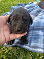 Toad, a male Labrador Retriever for sale in Wellsville, OH – Photo 3 of 3