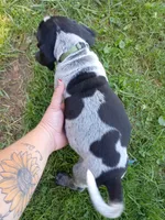 Hank, a male Bluetick Coonhound for sale in Wellsville, OH – 2 of 3