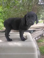 Minnie, a female Labrador Retriever for sale in Wellsville, OH – 2 of 7