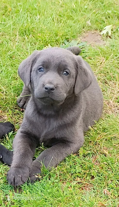 Buddy – Labrador Retriever puppy for sale in Wellsville, OH