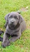 Buddy, a male Labrador Retriever for sale in Wellsville, OH – 1 of 4