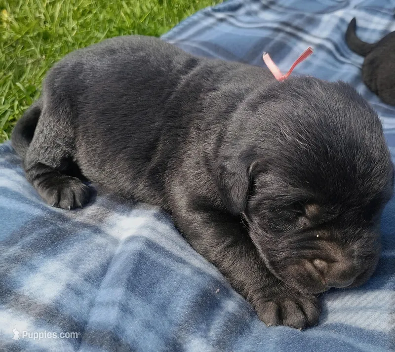 Peach (Peach Collar) – Labrador Retriever puppy for sale in Wellsville, OH