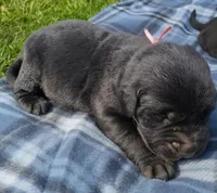 Peach (Peach Collar), a female Labrador Retriever for sale in Wellsville, OH – Photo 1 of 2
