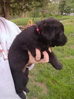 Minnie, a female Labrador Retriever for sale in Wellsville, OH – 4 of 4