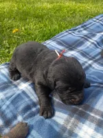 Peach (Peach Collar), a female Labrador Retriever for sale in Wellsville, OH – Photo 2 of 2