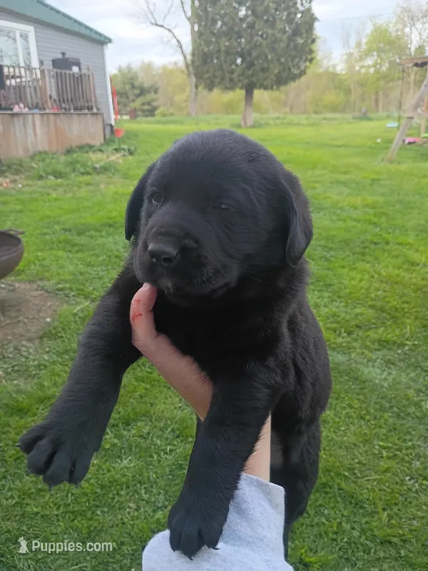 Princess Peach (Peach Collar) – Labrador Retriever puppy for sale in Wellsville, OH