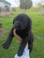 Minnie, a female Labrador Retriever for sale in Wellsville, OH – 3 of 4