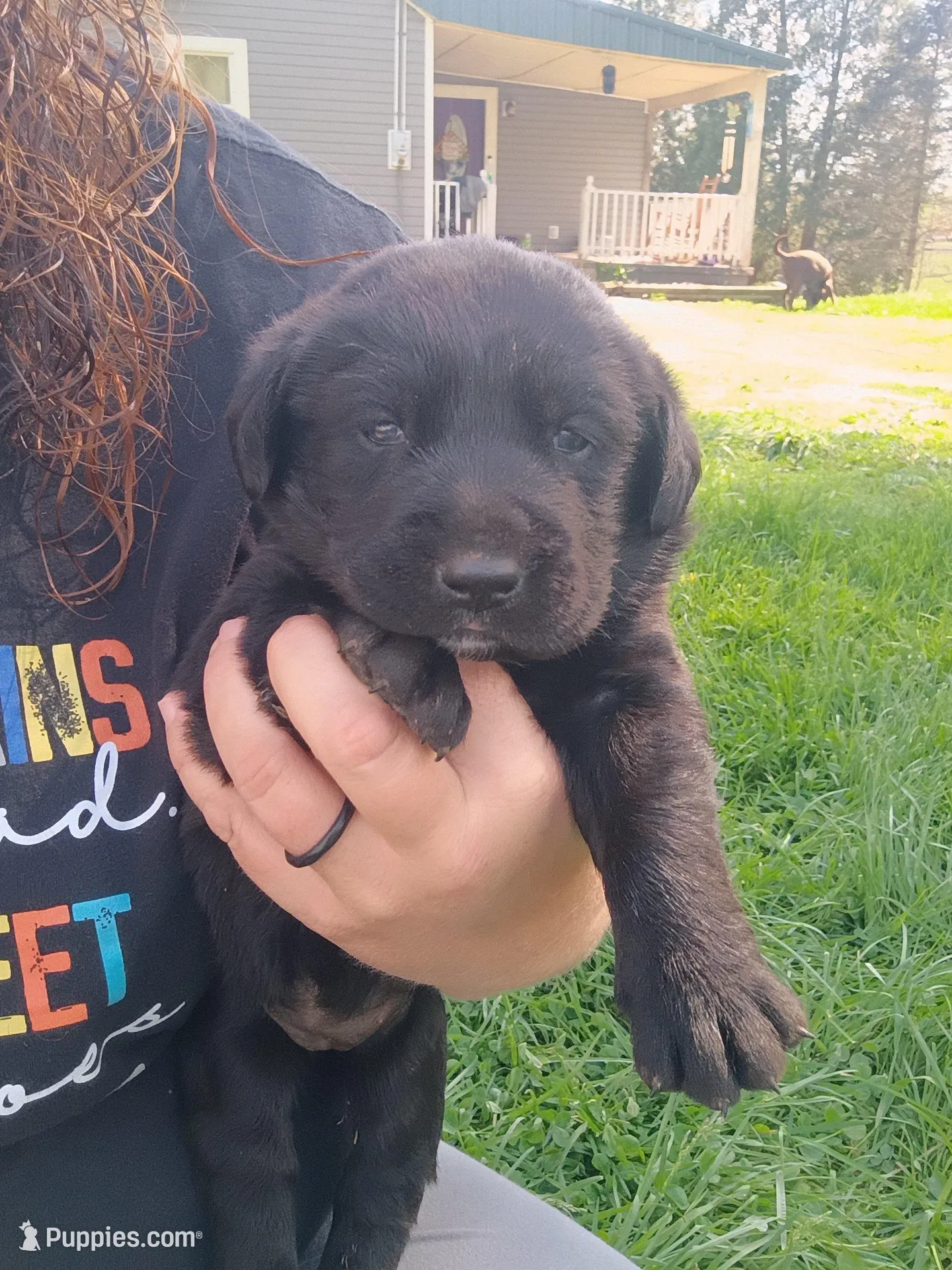 Willow (white collar), a female Labrador Retriever for sale in Wellsville, OH – 4 of 7