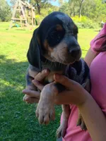 Reba, a female Bluetick Coonhound for sale in Wellsville, OH – 2 of 3