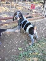 Dolly , a female Bluetick Coonhound for sale in Wellsville, OH – 3 of 4