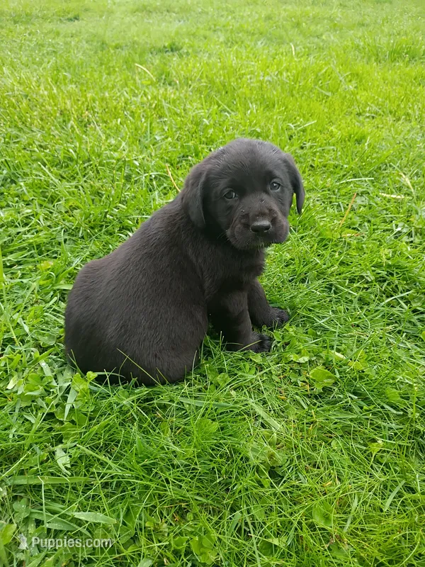 Minnie – Labrador Retriever puppy for sale in Wellsville, OH