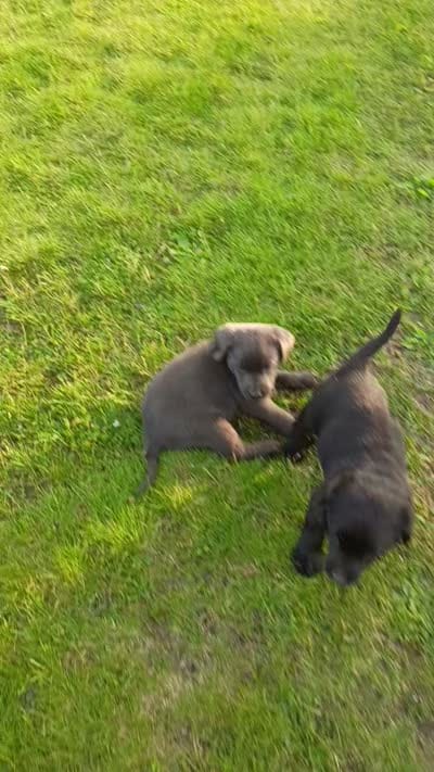 Bowser (Red Collar), a male Labrador Retriever for sale in Wellsville, OH – 2 of 3