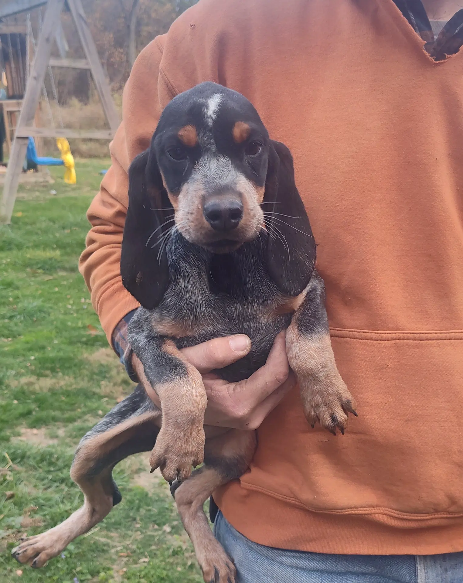 Orange is a Bluetick Coonhound puppy for sale in Wellsville, OH, image size:1525x1920