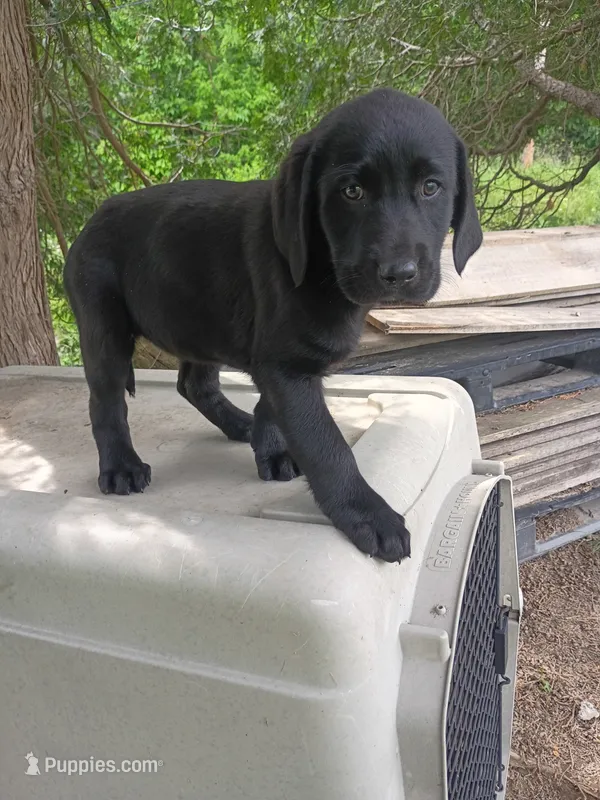 Minnie – Labrador Retriever puppy for sale in Wellsville, OH