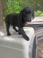Minnie, a female Labrador Retriever for sale in Wellsville, OH – 1 of 7