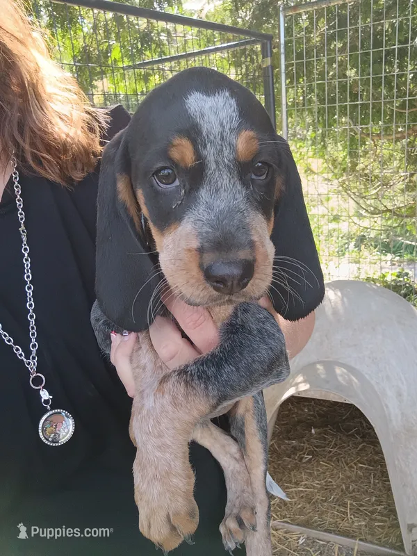 Reba – Bluetick Coonhound puppy for sale in Wellsville, OH
