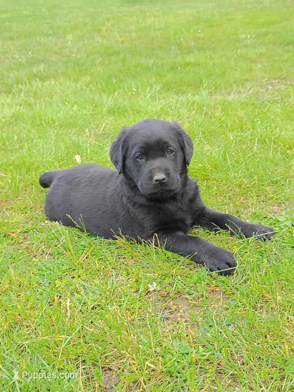 Bowser (Red Collar) – Labrador Retriever puppy for sale in Wellsville, OH