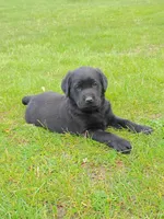 Bowser (Red Collar), a male Labrador Retriever for sale in Wellsville, OH – 1 of 6