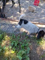 Reba, a female Bluetick Coonhound for sale in Wellsville, OH – 3 of 3