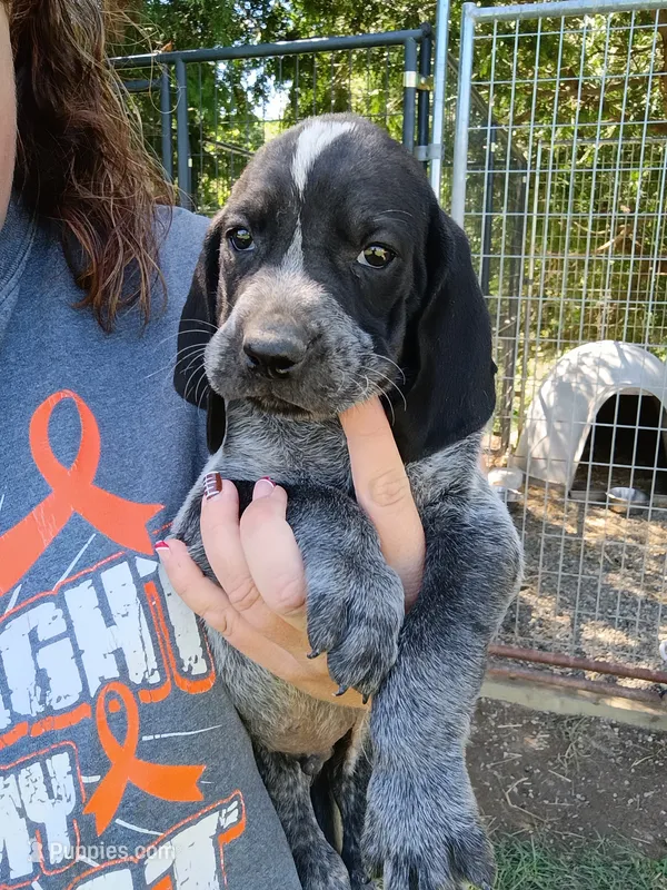Hank – Bluetick Coonhound puppy for sale in Wellsville, OH