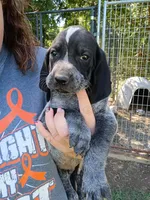 Hank, a male Bluetick Coonhound for sale in Wellsville, OH – 1 of 3