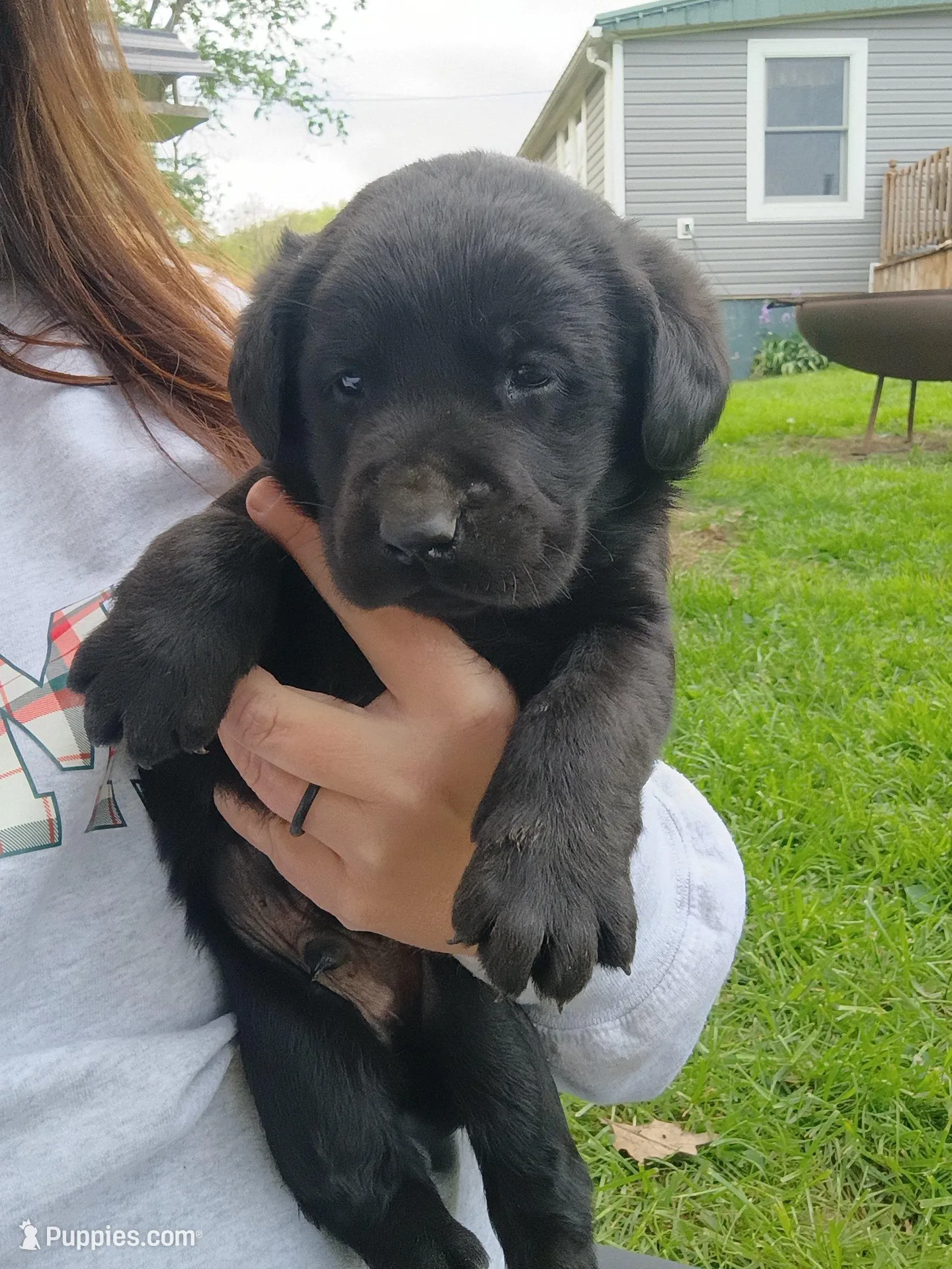 Bowser (Red Collar), a male Labrador Retriever for sale in Wellsville, OH – 5 of 6