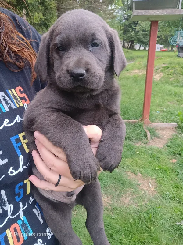 Buddy – Labrador Retriever puppy for sale in Wellsville, OH