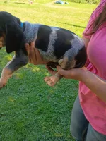 Dolly , a female Bluetick Coonhound for sale in Wellsville, OH – 2 of 4