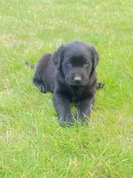 Bowser (Red Collar), a male Labrador Retriever for sale in Wellsville, OH – 1 of 3