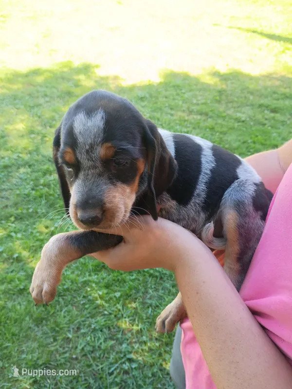Dolly  – Bluetick Coonhound puppy for sale in Wellsville, OH
