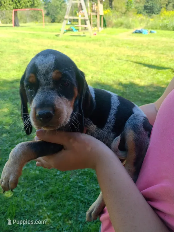 Reba – Bluetick Coonhound puppy for sale in Wellsville, OH