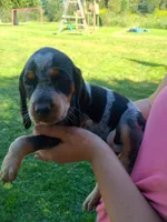Reba, a female Bluetick Coonhound for sale in Wellsville, OH – 1 of 3