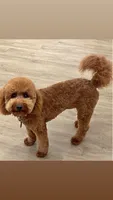 Snowy, a female Poodle - Miniature  for sale in Euless, TX – 1 of 3