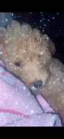 Snowy, a female Poodle - Miniature  for sale in Euless, TX – 2 of 3