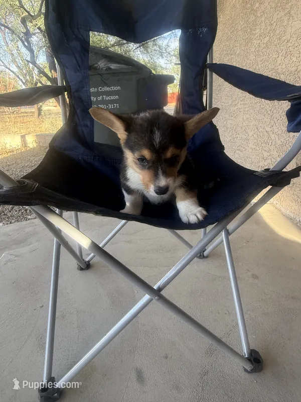 Leo – Pembroke Welsh Corgi puppy for sale in Tucson, AZ