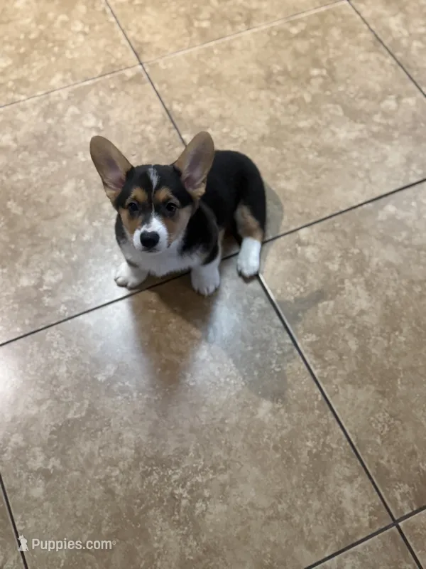 Drea – Pembroke Welsh Corgi puppy for sale in Tucson, AZ