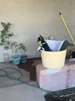 Hope, a female Pembroke Welsh Corgi for sale in Tucson, AZ – 2 of 8
