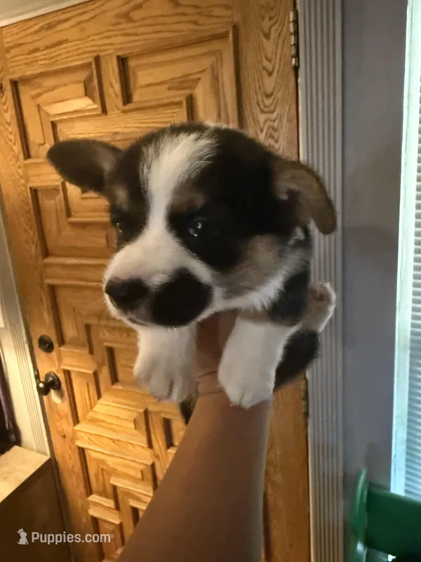 Gus – Pembroke Welsh Corgi puppy for sale in Tucson, AZ