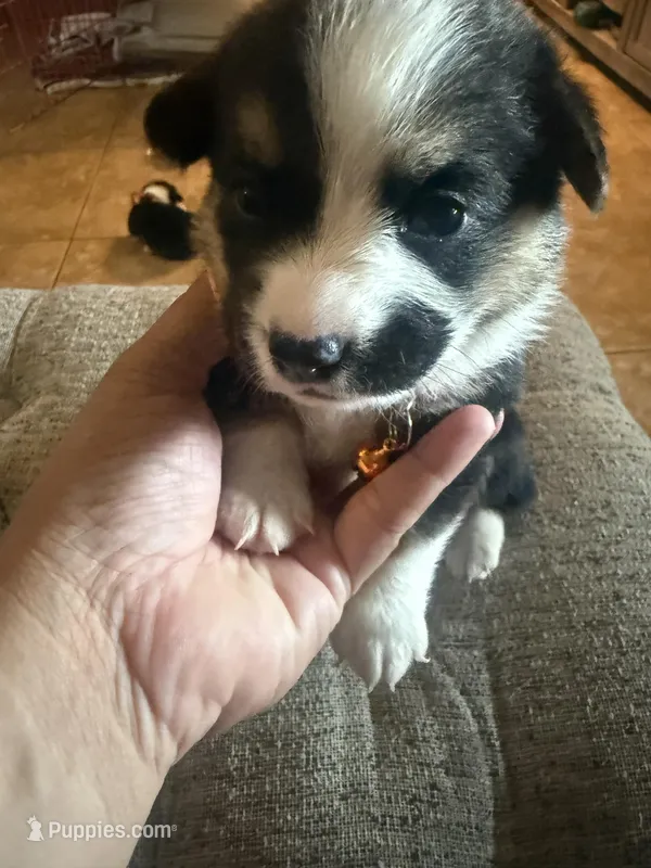 Gus – Pembroke Welsh Corgi puppy for sale in Tucson, AZ